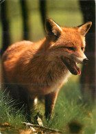 Animaux - Renards - Fox - CPM - Voir Scans Recto-Verso - Other & Unclassified