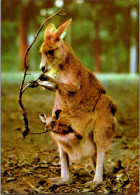 2-3-2024 (1 Y 41) Australia - Kangaroo & Joey (baby) - Other & Unclassified