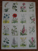 Planche éducative Volumétrix - N°46 - Botanique (les Familles De Plantes) - Fichas Didácticas