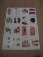 Planche éducative Volumétrix - N°73 - Anatomie (Nerfs - Oeil - Peau) - Learning Cards
