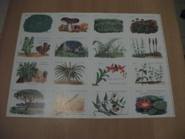 Planche éducative Volumétrix - N°99 - Botanique (Classification - Plantes Cellulaires Et Vasculaires) - Learning Cards