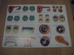 Planche éducative Volumétrix - N°177 - Anatomie - Embryologie I - Learning Cards