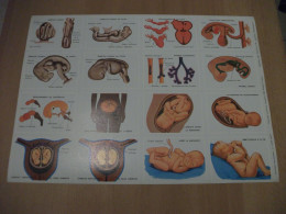 Planche éducative Volumétrix - N°178 - Anatomie - Embryologie II - Lesekarten