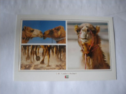 U A E United Arab Emirates Camels In The Desert  Neuve Multivues 3 - United Arab Emirates
