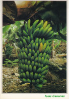 ESP05 02 03 - ISLAS CANARIAS - PINA DE PLATANOS EN SU MATA - Altri & Non Classificati