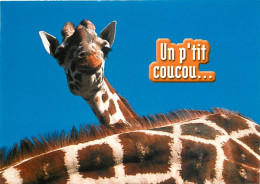 Animaux - Girafes - Carte Humoristique - Carte Neuve - CPM - Voir Scans Recto-Verso - Giraffe