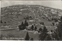 SUISSE CHALET DE LA DOLE CARTE GLACEE NON VOYAGEE - Chéserex