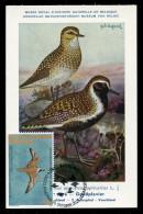 GREENLAND (2023) Carte Maximum Card - UN World Migratory Bird Day Golden Plover Pluvialis Apricaria Pluvier Doré Bird - Cartoline Maximum