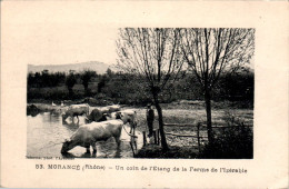 Morancé Canton Anse Etang De La Ferme De L'Izérable Farm Boeuf Beef Vache Cow Vache Rhône N°53 Dos Vert TB.Etat - Autres & Non Classés