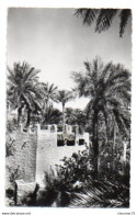 (Algérie) 438, Ghardaia, Combier 107, Habitations Dans Les Jardins - Ghardaïa