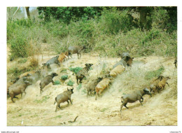 GF Niger 019, Photo Maurice Ascani 26, Parc Du W, Buffles Dans La Mekrou - Niger