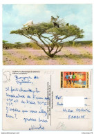 GF Djibouti 043, Sofraf Disco 2000, Chèvres Sur épineux - Djibouti