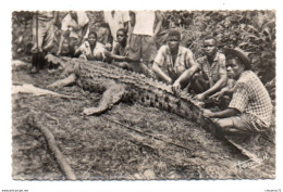 030, (Congo Belge) Librairie Congolaise 1056, Caiman Mangeur D'Hommes - Congo Belge