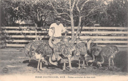 Nice – Ferme D'autruches – Petites Autruches De Deux Mois  - Petits Métiers