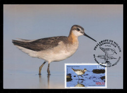 SAINT PIERRE ET MIQUELON (2023) Carte Maximum Card - Phalarope De Wilson, Phalaropus Tricolor, Bird, Oiseau, Wader - Maximumkaarten