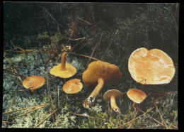 Bolet Des Bouviers ( Champignons, Funghi, Mushrooms, Pilze, Hongos, Grzyby, Svamp ) - Funghi