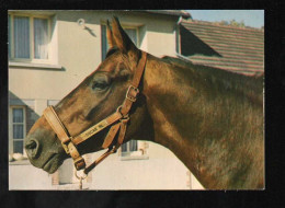 Cpm Normandie Région De Renommée Mondiale D'élevage De Trotteurs Oscar R.l., Cheval - Haute-Normandie