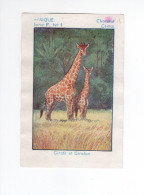 Chromo Afrique Equatoriale Girafe Et Girafon Chocolat CEMOI  Bien 75 X 50 Mm Colonies Françaises - Otros & Sin Clasificación