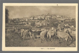 Biot, Vue Générale (troupeau) (A19p34) - Biot