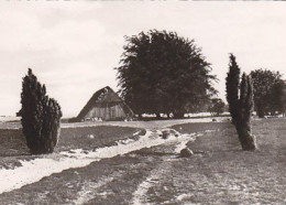 AK 205549 GERMANY - Lüneburger Heide - Alter Schafstall Im Totengrund - Lüneburger Heide