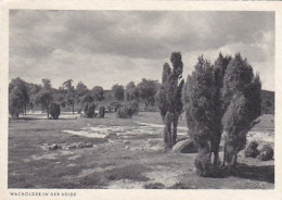 AK 205550 GERMANY - Lüneburger Heide (?)  - Wacholder In Der Heide - Lüneburger Heide