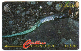 St. Lucia - WhipTail Lizard - 99CSLA - Sainte Lucie