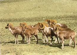 CPM - P - MONGOLIE - ARGALIS - WILD MOUNTAIN SHEEP - Mongolia