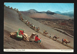 Lanzarote Camels Spain Espagne Photo Carte Canary Islands Htje - Lanzarote