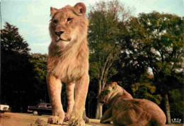 Animaux - Fauves - Lion - Réserve Africaine Du Château De Thoiry En Yvelines - Zoo - CPM - Voir Scans Recto-Verso - Lions