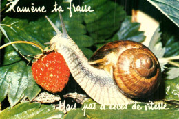 Thèmes > Humour   RAMENE  TA  FRAISE  / ESCARGOT  / FORMAT  12 X 17  / TRAIT  SCAN ///42 - Humor