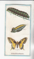 Stollwerck Album No 1  Schmetterlinge Schwalbenschwanz   Gruppe 12 #1 Von 1897 - Stollwerck