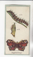 Stollwerck Album No 1  Schmetterlinge Tagpfauenauge     Gruppe 12 #3 Von 1897 - Stollwerck