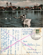 Ansichtskarte Bad Waldsee Schwäne Und Stadt Color 1959 - Bad Waldsee