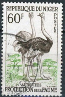 NIGER - Autruches (Struthio Camelus) - Struisvogels