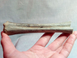 #LOT 24 Große Knochen METATARSUS, Hinterpfote EQUUS Fossile Pleistozän (Italien) - Fossiles