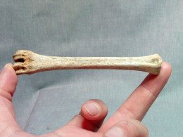 #LOT 25 Knochen METAKARPO, Von Bos Primigenius Fossile Pleistozän (Italien) - Fósiles