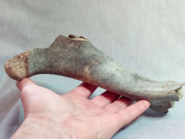 #LOT 26 Große Knochen RADIUS, Von Bos Primigenius Fossile Pleistozän (Italien) - Fossili