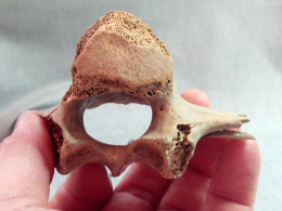 #LOT 29 Große Knochen LENDENWIEBEL PFERD Fossile Pleistozän (Italien) - Fossilien