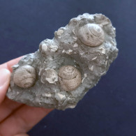 #SM26 - TEGULA LINDAE, GIBBULA POEPPIGI Fossile, Pliozän (Italien) - Fossils