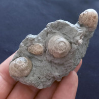 #SM33 GIBBULA, TEGULA Fossile, Pliozän (Italien) - Fossils