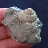 #SM37 GIBBULA RISSO Fossile, Pliozän (Italien) - Fossilien