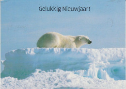 Greenland Station Kangerlussuaq Postcard Polar Bear  (KG193) - Stations Scientifiques & Stations Dérivantes Arctiques