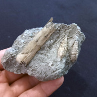 #SM41 SOLEN MARGINATUS, CERITHIUM Fossile, Pliozän (Italien) - Fossili