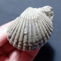 #TO05 - AEQUIPECTEN DELTUS Var. INORNATA, Fossile, Miozän (Italien) - Fossili