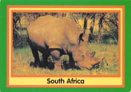 SOUTH OF AFRICA - RINOCEROS BLANC - Rhinoceros