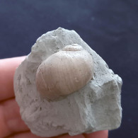 #UKR02 - PAYRAUDEAUTIA VAROVTSIANA, Fossile, Miozän (Ukraine) - Fossilien