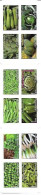 France- 2012- Carnet - Flore - Légumes- BC 739** - Carnets