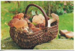 CPM. CHAMPIGNONS.RETOUR DE LA CUEILLETTE. UN PANIER DE CEPES. - Funghi