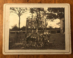 Chateaubriant * RARE Photo Photographe Arthur Radigois * Retour De Chasse , Gibier , Lapins * Chasseurs * 12.5x9.5cm - Châteaubriant