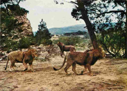 Animaux - Fauves - Lion - Réserve Africaine De Sigean - Zoo - CPM - Voir Scans Recto-Verso - Lions